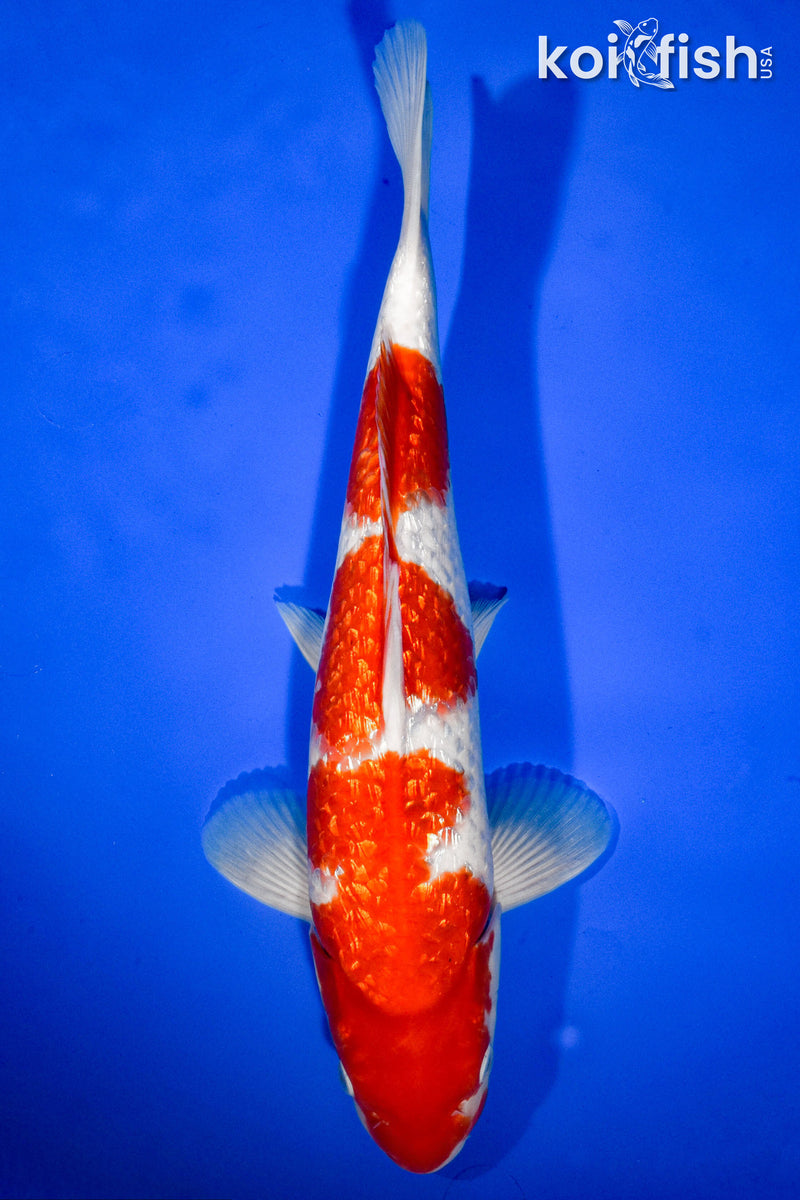 13.5" GINRIN KOHAKU
