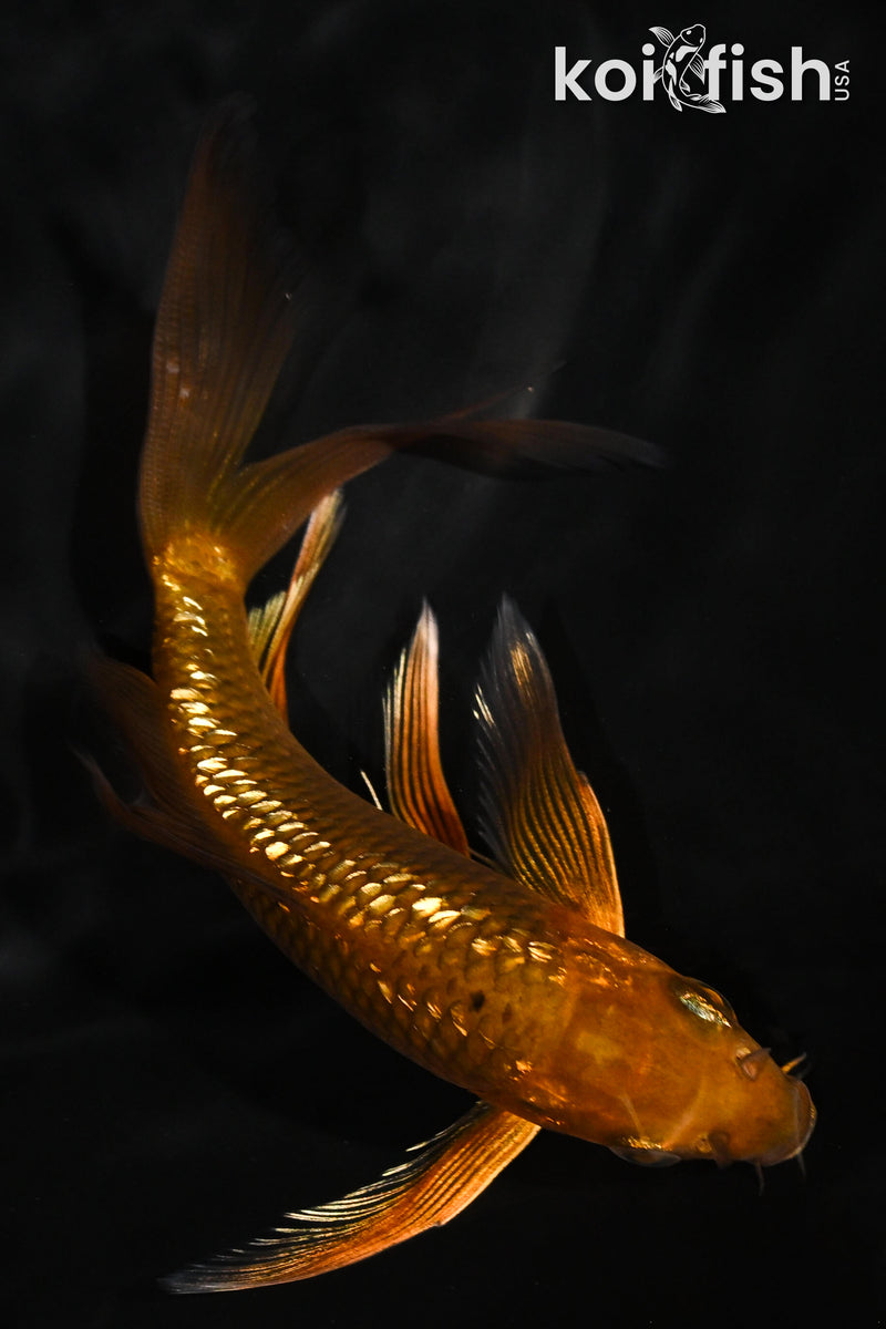 5" GINRIN CHAGOI BUTTERFLY