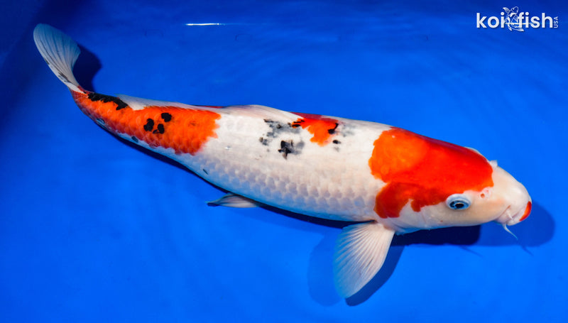 15.75" SANKE