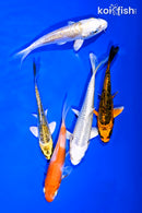 PACK OF (5) 4-5" STANDARD KOI