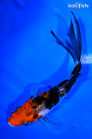 4.5" SANKE BUTTERFLY
