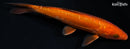 6.25" DOITSU CHAGOI