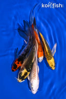 PACK OF (5) 4-5" BUTTERFLY KOI