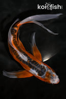 8.25" HI SHUSUI BUTTERFLY