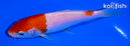 5.25" KOHAKU