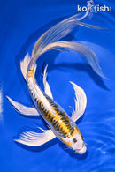 10" DOITSU KUJAKU BUTTERFLY
