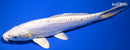 9" DOITSU PLATINUM OGON