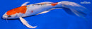 9.25" YAMATO NISHIKI BUTTERFLY