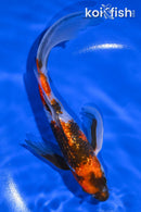 8.5" GINRIN KIN SHOWA BUTTERFLY