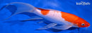 9" KOHAKU BUTTERFLY