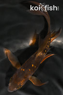 5.25" GINRIN DOITSU CHAGOI BUTTERFLY
