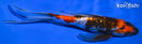 8.5" GINRIN KIN SHOWA BUTTERFLY