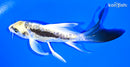 5" KIN KIKOKURYU BUTTERFLY