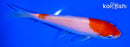 5.25" KOHAKU