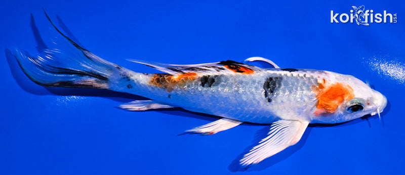 5.25" YAMATO NISHIKI BUTTERFLY