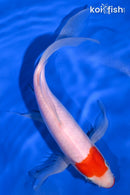 9" TANCHO KUCHIBENI KOHAKU BUTTERFLY
