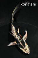 4.25" BENI KIKOKURYU BUTTERFLY