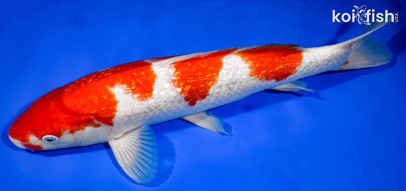 13.5" GINRIN KOHAKU