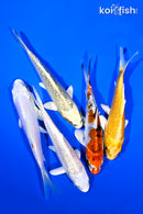 PACK OF (5) 4-5" STANDARD KOI