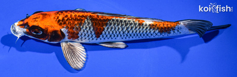 7" KUJAKU