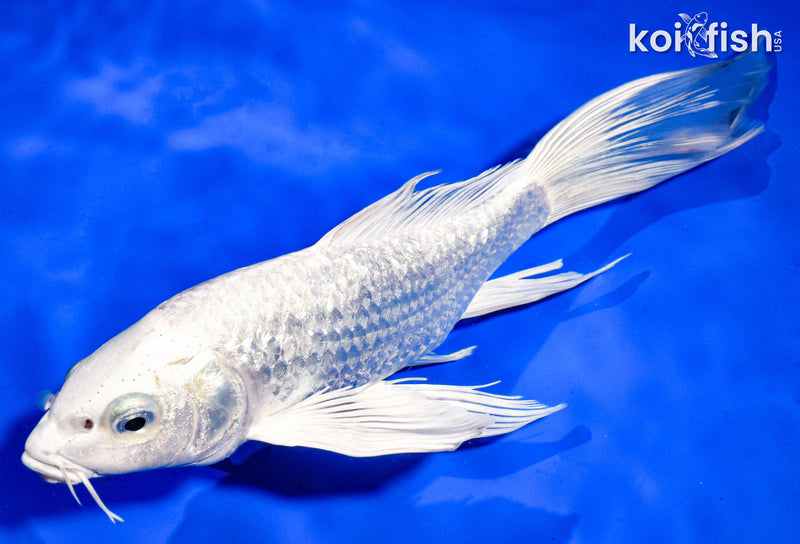 9.5" GINRIN PLATINUM OGON BUTTERFLY