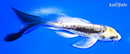 5" KIN KIKOKURYU BUTTERFLY