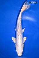 9" DOITSU PLATINUM OGON