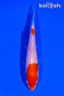 5.25" KOHAKU