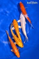 PACK OF (5) 4-5" STANDARD KOI