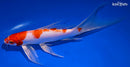 8.25" HARIWAKE BUTTERFLY