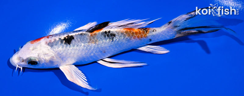 5.25" YAMATO NISHIKI BUTTERFLY