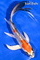 7.25" GINRIN KUJAKU BUTTERFLY