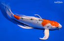 9.25" YAMATO NISHIKI BUTTERFLY