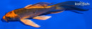 5.75" KIN ORENJI MATSUBA BUTTERFLY
