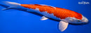 9.5" GINRIN HARIWAKE