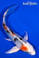 5.25" YAMATO NISHIKI BUTTERFLY