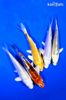 PACK OF (5) 4-5" STANDARD KOI