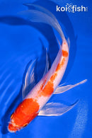 8.25" HARIWAKE BUTTERFLY
