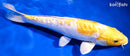 10.5" DOITSU GINRIN LEMON HARIWAKE