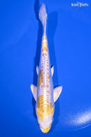 6.5" DOITSU LEMON HARIWAKE