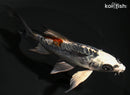 5.25" BENI KIKOKURYU BUTTERFLY