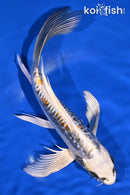 9.25" KIN KIKOKURYU BUTTERFLY