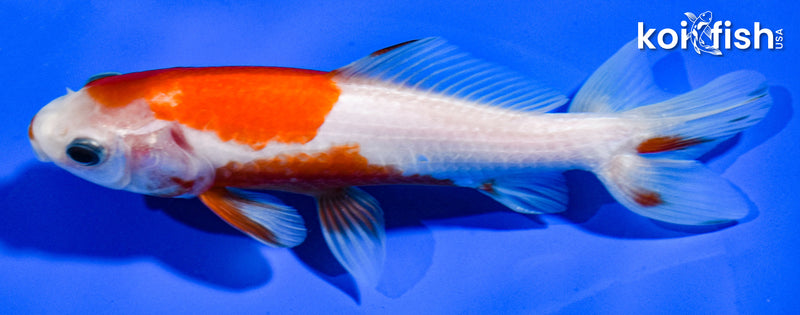 5.5" WAKIN GOLDFISH