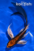 6.75" BENI KIKOKURYU BUTTERFLY
