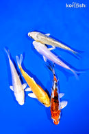 PACK OF (5) 4-5" STANDARD KOI