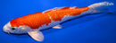 9.5" GINRIN HARIWAKE