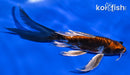 6.75" BENI KIKOKURYU BUTTERFLY