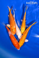 PACK OF (5) 4-5" STANDARD KOI