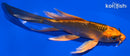 5.75" KIN ORENJI MATSUBA BUTTERFLY