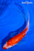 5.5" KOHAKU BUTTERFLY